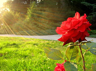 red Rose flower at daytime HD wallpaper
