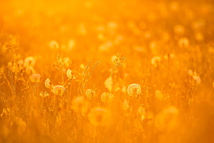 Dandelion flower at golden hour