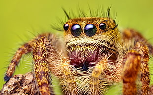 close up photography of brown spider