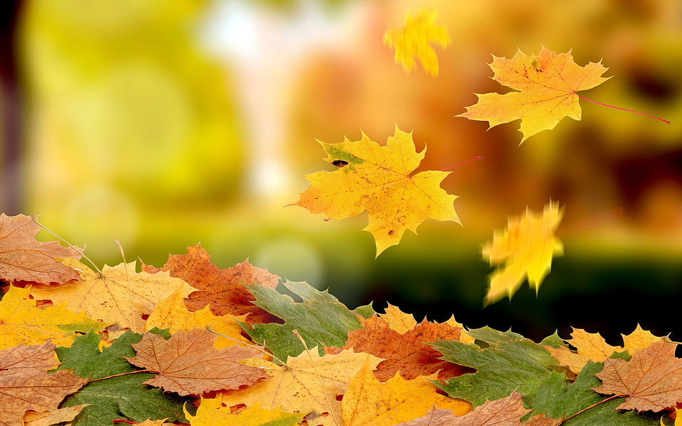 pile of maple leaves, nature, macro, leaves, fall HD wallpaper