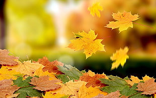 pile of maple leaves, nature, macro, leaves, fall