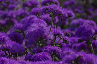 selective focus photography of purple petaled flowers