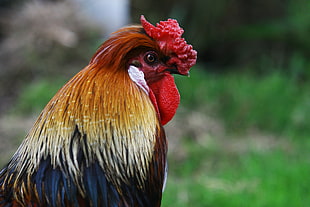 yellow and black rooster