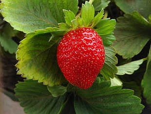 strawberry fruit, Strawberry, Berry, Fruit HD wallpaper