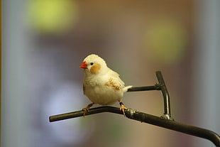 selective focus photography of white short beak bird on tree branch