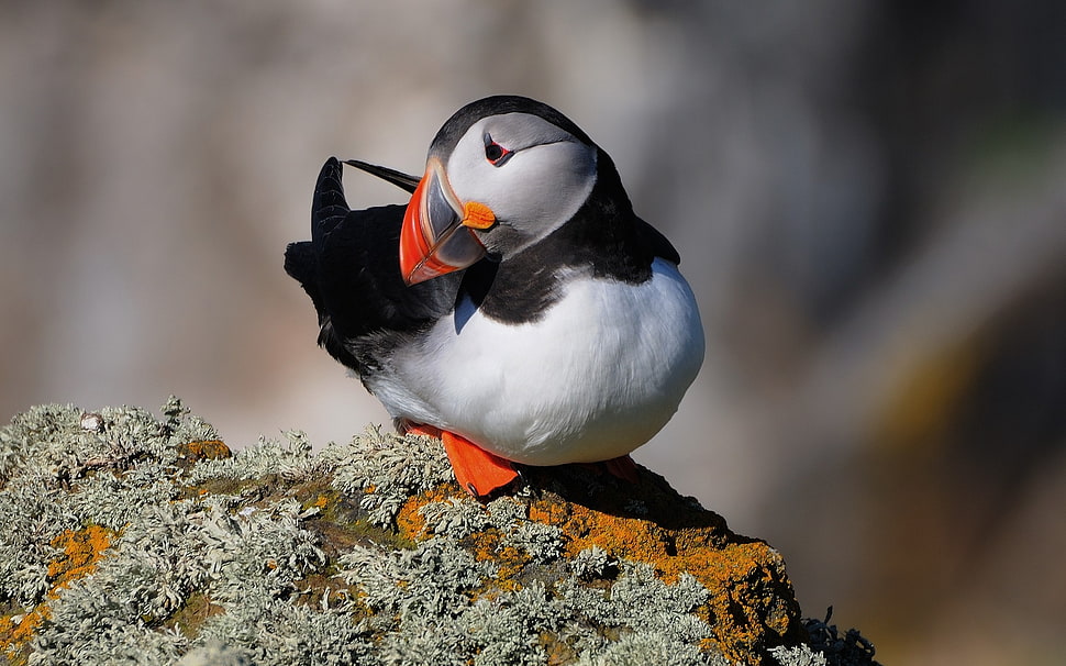 Atlantic Puffin perched on rock during daytime HD wallpaper