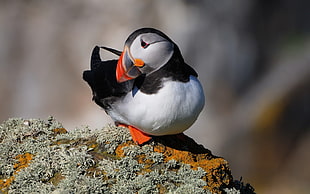 Atlantic Puffin perched on rock during daytime