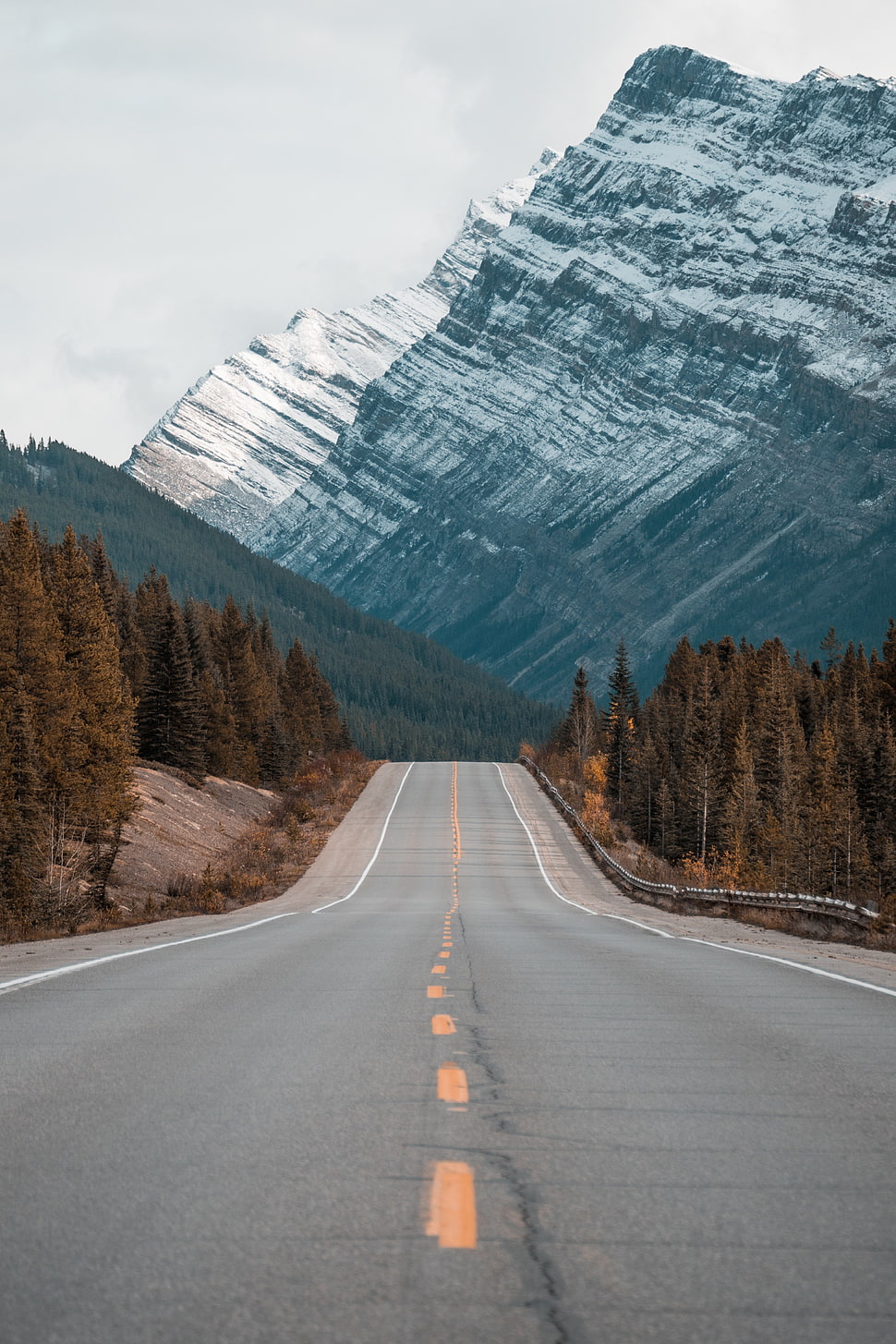gray concrete road, nature, trees, forest, road HD wallpaper