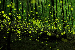 fireflies, forest, green, nature