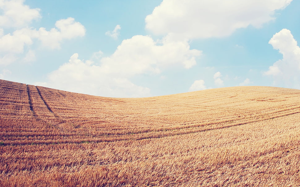 brown grass field, landscape, sky, field, clouds HD wallpaper
