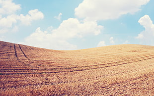 brown grass field, landscape, sky, field, clouds HD wallpaper