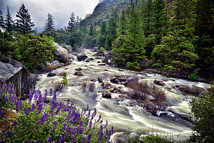 time laps photography of river surrounded by trees, yosemite national park