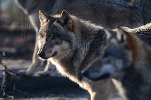 closeup photo of two wolves, grey wolf