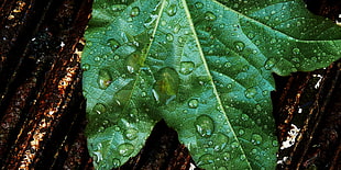 water droplets on green leaf HD wallpaper