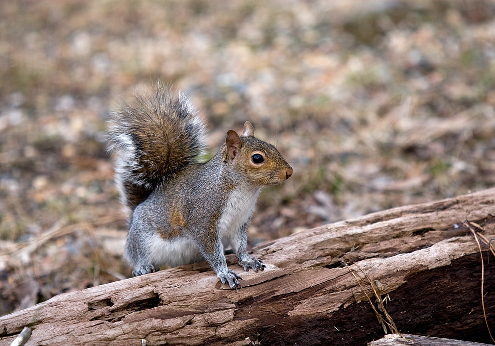brown and black squirrel on brown wood HD wallpaper