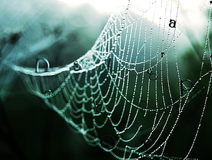 close up photo of spider web with letters