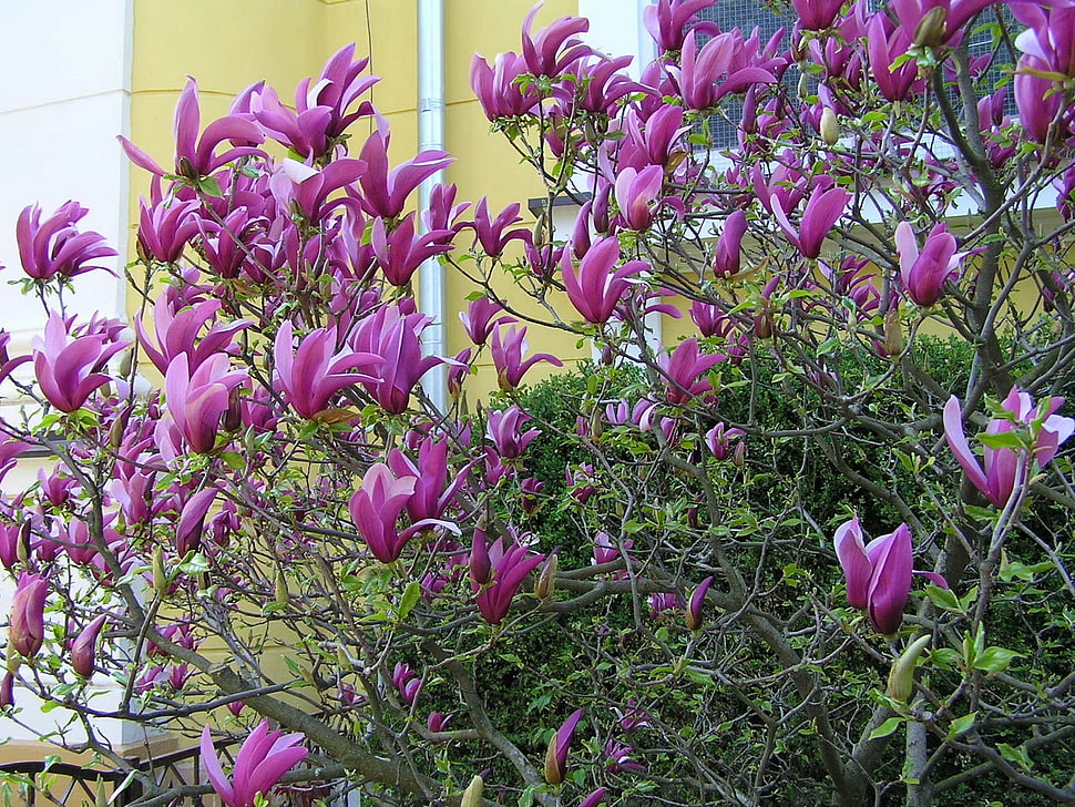 purple Magnolia flowers during daytime HD wallpaper