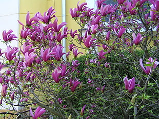 purple Magnolia flowers during daytime