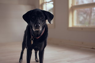 adult black Labrador retriever HD wallpaper