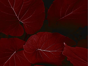 ovate red leaves