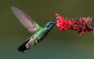 green hummingbird, birds, flowers, flying, hummingbirds