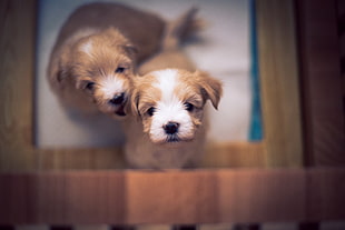 white and black Shih Tzu puppy, dog, puppies HD wallpaper