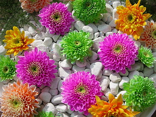 multicolored Chrysanthemum flowers