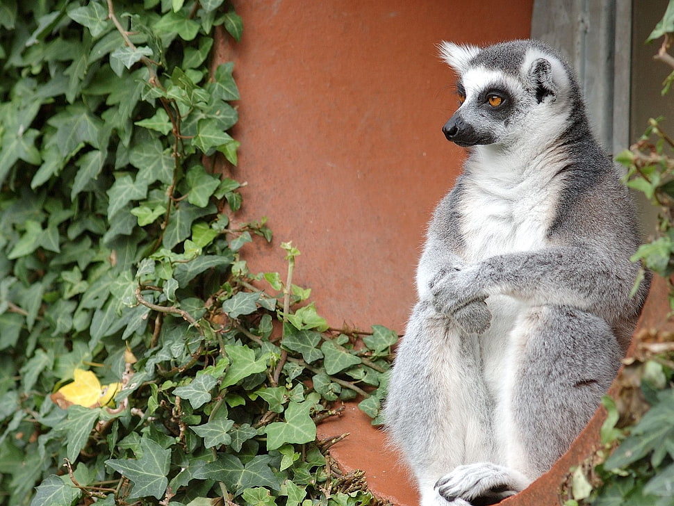 gray Lemur sitting near brown wall HD wallpaper