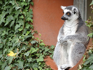 gray Lemur sitting near brown wall HD wallpaper
