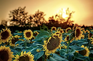 closeup photography of Sunflower during sunset