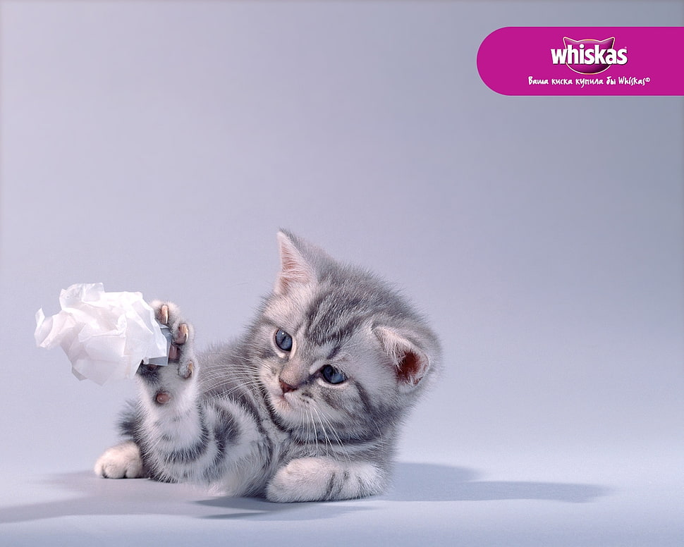 gray and white cat Whiskas advertisement HD wallpaper