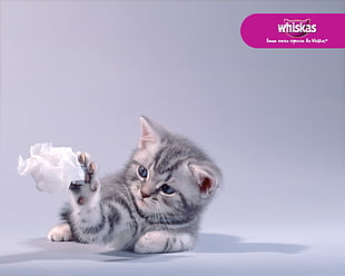 gray and white cat Whiskas advertisement