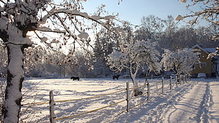 snow covered trees and fence during winter