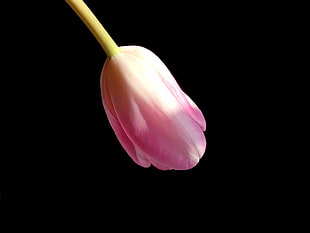 pink Tulip flower HD wallpaper