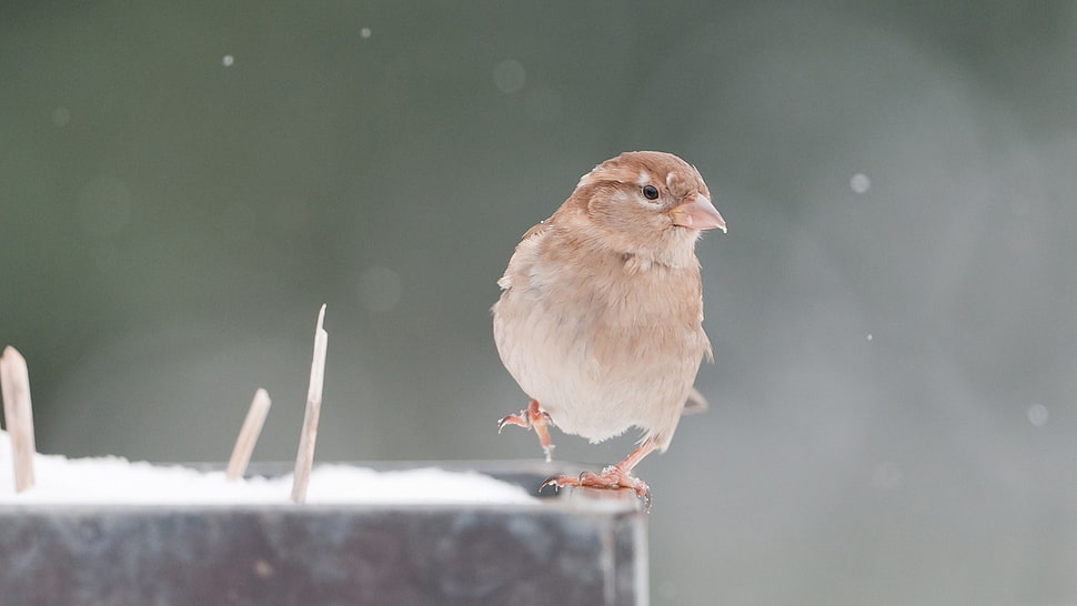 brown bird HD wallpaper