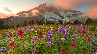 red flowers, landscape, flowers, mountains, Canada HD wallpaper