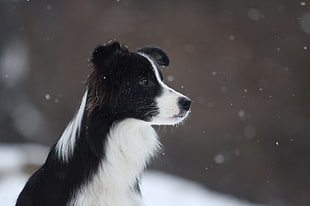 selective focus of adult black and white Border Collie HD wallpaper