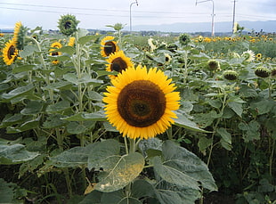 Sunflower fields HD wallpaper