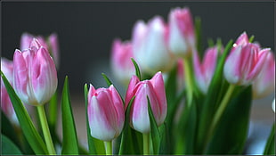 close up focus photo of pink-and-white Tulip Flowers