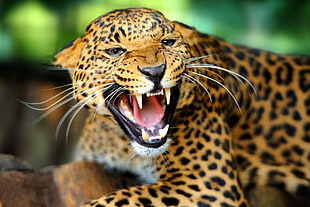 leopard, jaguars, animals, open mouth, teeth HD wallpaper