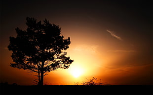 Silhouette photo of tree of life overseeing orange sunset