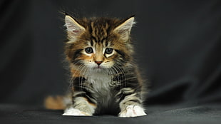closeup photo of Calico kitten HD wallpaper
