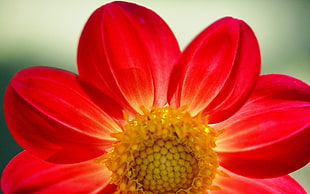 red single-petal dahlia flower in close up photography