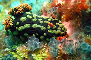 green and orange slug, Nudibranchia, underwater, sea anemones, sea