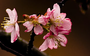 macro shot photo of pink flowers HD wallpaper