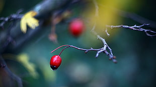 red cherry, berries, nature, twigs, depth of field HD wallpaper
