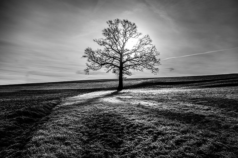 grayscale photo of withered tree HD wallpaper