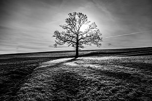 grayscale photo of withered tree