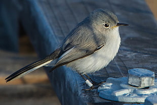 photo of gray short beak bird, blue-gray gnatcatcher, polioptila caerulea HD wallpaper