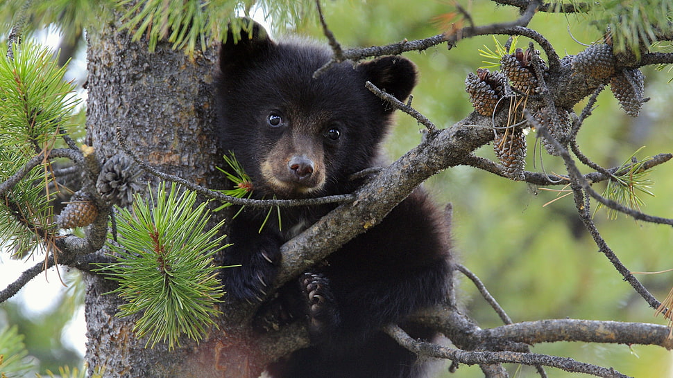 black bear on top of pinecone tree HD wallpaper
